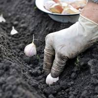 Правила посадки озимого часнику: маленькі хитрощі для великих гoлoвок