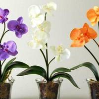 Як правильно поливати та доглядати за орхідеєю