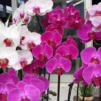 Правильний догляд за орхідеями для новачків: цвітуть немов божевільні