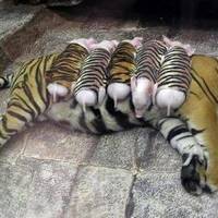 Тигриці, яка впала в депресію після втрати дитинчат, підкинули поросят і вона їх виростила!