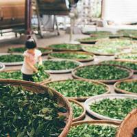Корисні властивості зеленого чаю для здоров'я та побічні ефекти