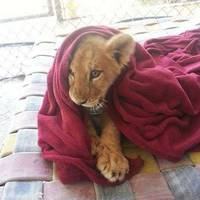 Історія про лева, який з дитинства спить під улюбленою ковдрою, хоча давно виріс