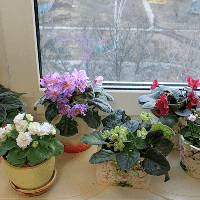 5 кімнатних рослин, які принесуть нещастя та проблеми зі здоровям у ваш дім!