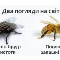 Притча про бджолу і муху: от би її прочиталі всі ті, хто звик звинувачувати у всьому інших