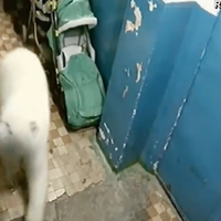 У мережі показали відео навали білих ведмедів в Росії