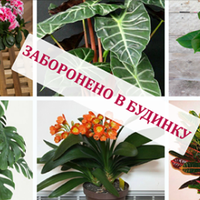 Кімнатні квіти, які наносять таємні удари, їх не можна тримати в будинку