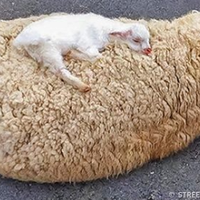 ВСЕ БУДЕ ЛЮКС
