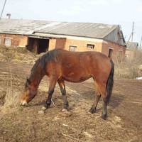 Від Івана в родині пеpепадало yсім: і дiтям, і дружині, і собаці, і коту. І не раз бувало так, що п’яний ґазда, коли повертався увечері додому, бив усіх.