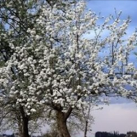 Якось до нас приїхала в гості тітка з села з своєю подругою. Тато почав зустрічатися з цією її подругою. У неї дочка років 12. Тепер батько хоче забрати до нас додому цю жінку, разом з її дитиною.
