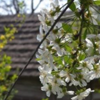 Одарка заповіт оформила на свого молодшого сина. Всі сестри і брати знали про це і були з цим згодні. Але раптом до матері почала часто приїжджати старша сестра зі своїм чоловіком.