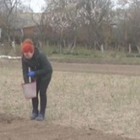 В селі люди саджають картоплю, усі жінки на городах, а моя мама сказала, що навіть город саджати не буде цього року, корову вже продала і пакує торби. Мама всю зиму просить, щоб я забрала її до себе в
