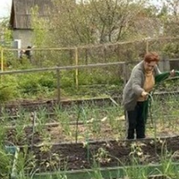 Ще з січня я сиджу без роботи, чоловік сам сказав, щоб я звільнилася. Ми навесні купили дачу, я вклала в неї всі свої заощадження, адже це була моя мрія і я заходилася господарювати там: купила насінн