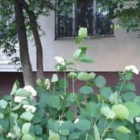 Після того, як не стало свекра, невістка сподівалася, що Валентина продасть свою трикімнатну квартиру і виділить гроші на покупку квартири для старшої внучки, яка по суті, Валентині була не рідною.