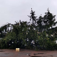 У містечку на Житомирщині новорічна ялинка позбавила світла два села і мало не зробила сиротами 12 дітей (відео)