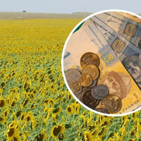 Оце так поворот! В Україні соняшникова олія за ціною зрівнялася з оливковою, у мережі показали доказ (фото)