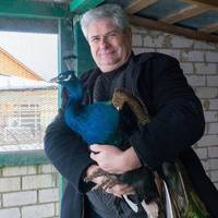 Волинський чиновник живе разом із породистими птахами (ФОТО)
