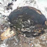 На Волині продовжують красти ліс