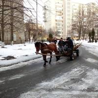 І сміттєвозів не потрібно: як у місті коні збирали сміття (ФОТО, ВІДЕО)