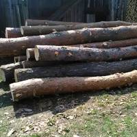 На Волині накрали деревини на 50 тисяч (ФОТО, ВІДЕО)
