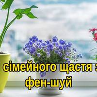 Кращі кімнатні рослини для будинку згідно фен-шуй: квіти сімейного щастя