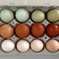 Чим насправді відрізняються коричневі яйця від білих?