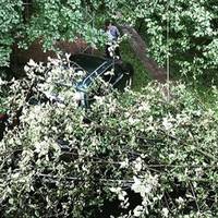 На автомобіль українського музиканта впало дерево