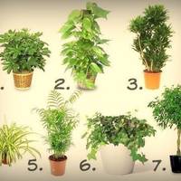 7 найкращих рослин для очищення повітря всередині приміщення