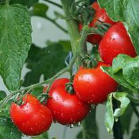Народні засоби для підживлення помідорів – найкращі рецепти