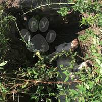Зґвалтували та поховали заживо: Молодики жорстоко познущались над твариною