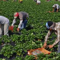 Не повторюйте помилок: українці назвали головні недоліки роботи за кордоном