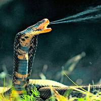 Нашестя змій в Україні: чого категорично не можна робити після укусу