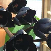 Чорна орхідея: реальність чи міф? Що насправді являє собою ця дивовижна і загадкова квітка?